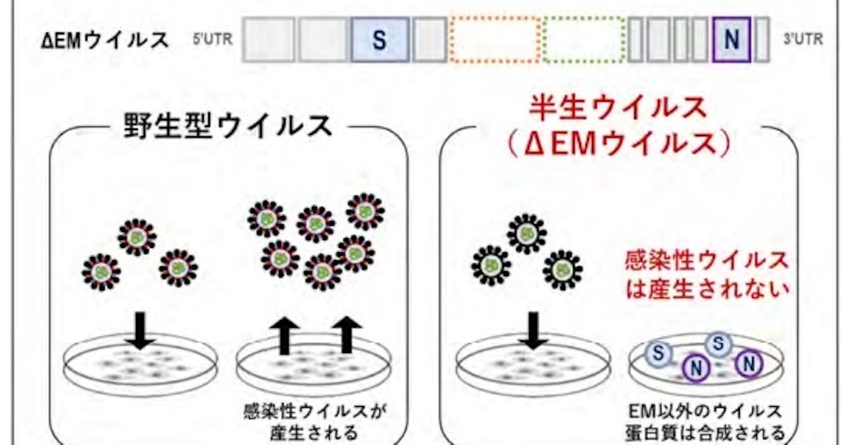 東大など、感染性ウイルス粒子を産生しない新型コロナウイルスを作製し半生ウイルスワクチンとして有用であることを実証