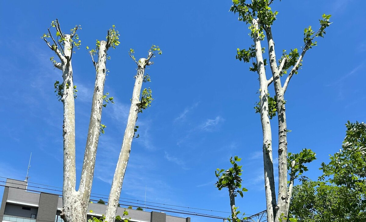 「寒々しい…」住民から不満続出 街路樹の“やりすぎ剪定” 行政はなぜ短く切りすぎるのか 「景観と涼しさを失う」