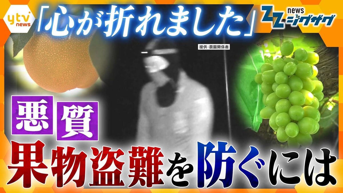 【卑劣】梨5000個にシャインマスカット400房…相次ぐブランド果物の“大量盗難” 生産者の半数が被害経験、泣き寝入りも…窃盗のウラに“案件屋”存在か