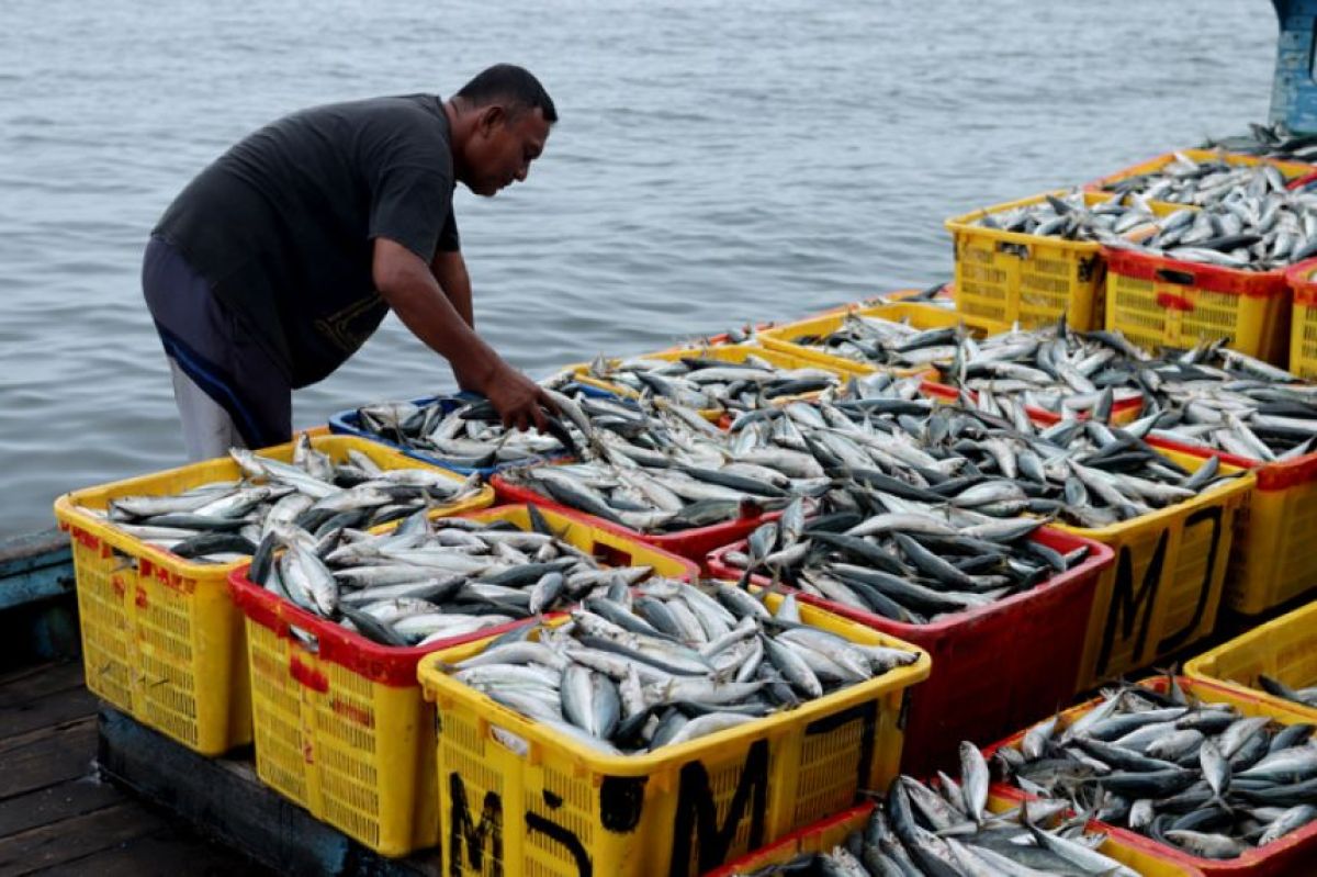 漁獲され、窒息死した魚は絶命までに平均10分の激しい苦痛を味わっているとする研究結果