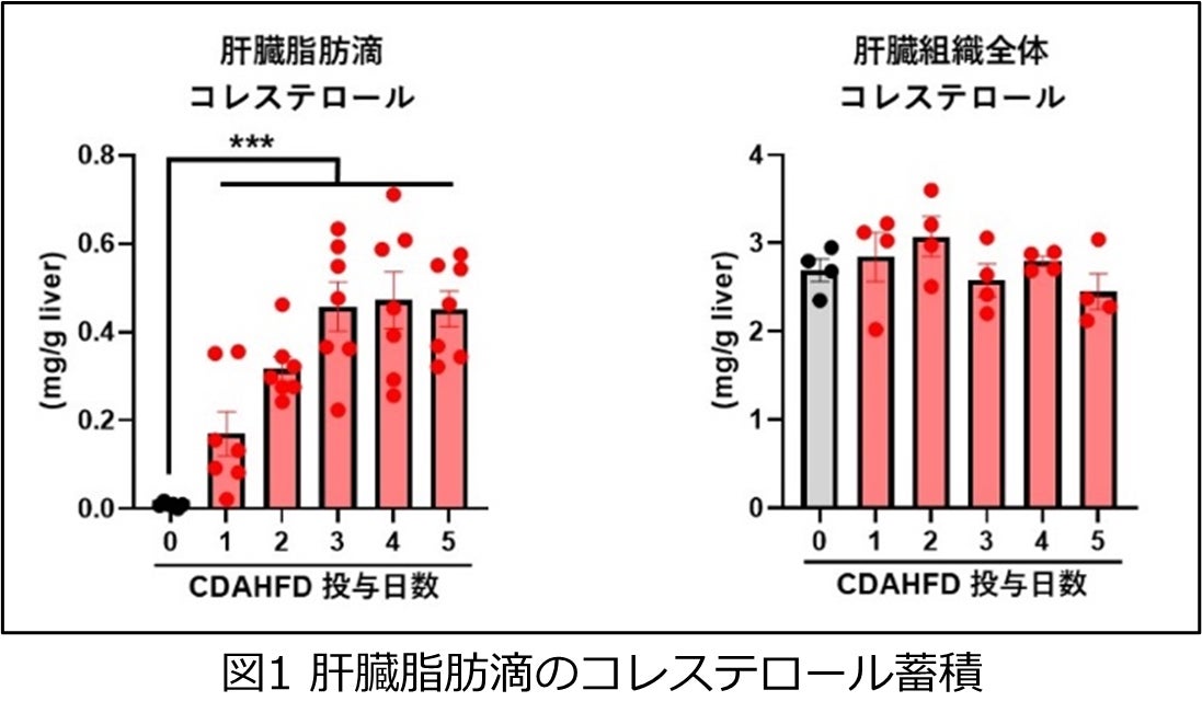 肝脂肪滴中のコレステロールが脂肪肝の進行を引き起こす鍵を握ることを解明～新たな治療戦略として注目される「肝脂肪滴コレステロール」の抑制～