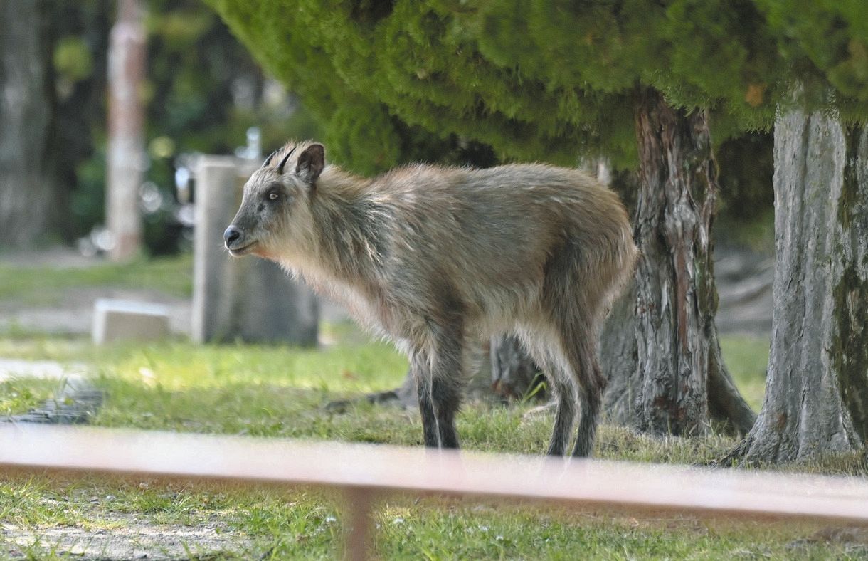 【動画】名古屋市にニホンカモシカ、公園で歩いたり座ったり 担当者「見かけても近寄らないで」