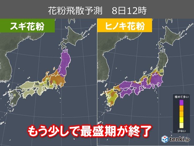 スギ・ヒノキ花粉 最盛期終了まであと少し ピーク越えてもGW頃まで対策の継続を