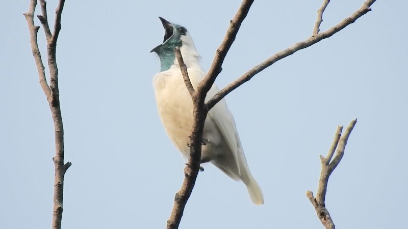 まるでジャックハンマー、「世界一鳴き声が大きい鳥」の候補に新たな2種 米チーム調査