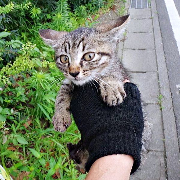 道端で子猫が絶命、草むらから聞こえた「ミー」という別の小さな声→生き残った1匹を保護 10年後は5匹の猫のボス的存在として君臨
