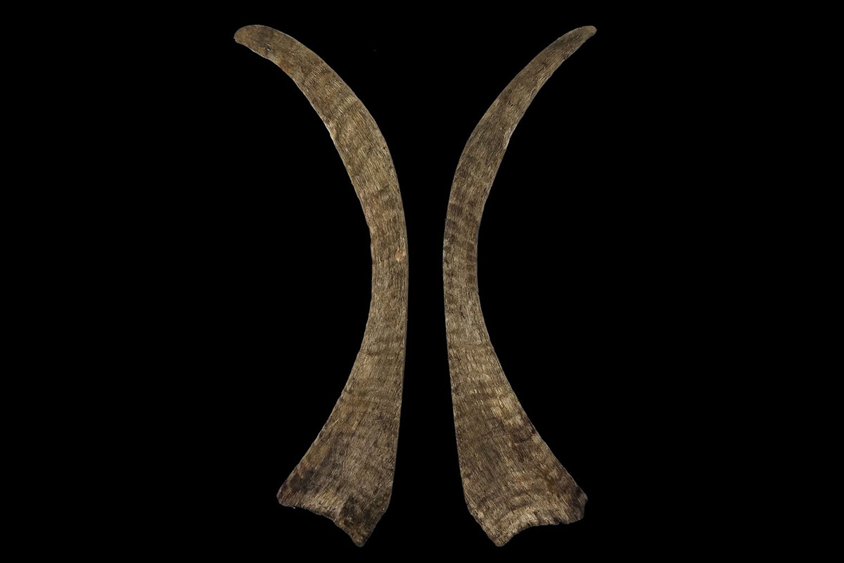 2万年前のケブカサイの角を発見、1.6m超は史上最長のサイの角、重さ約9kgでしかもメス（ナショナル ジオグラフィック日本版）