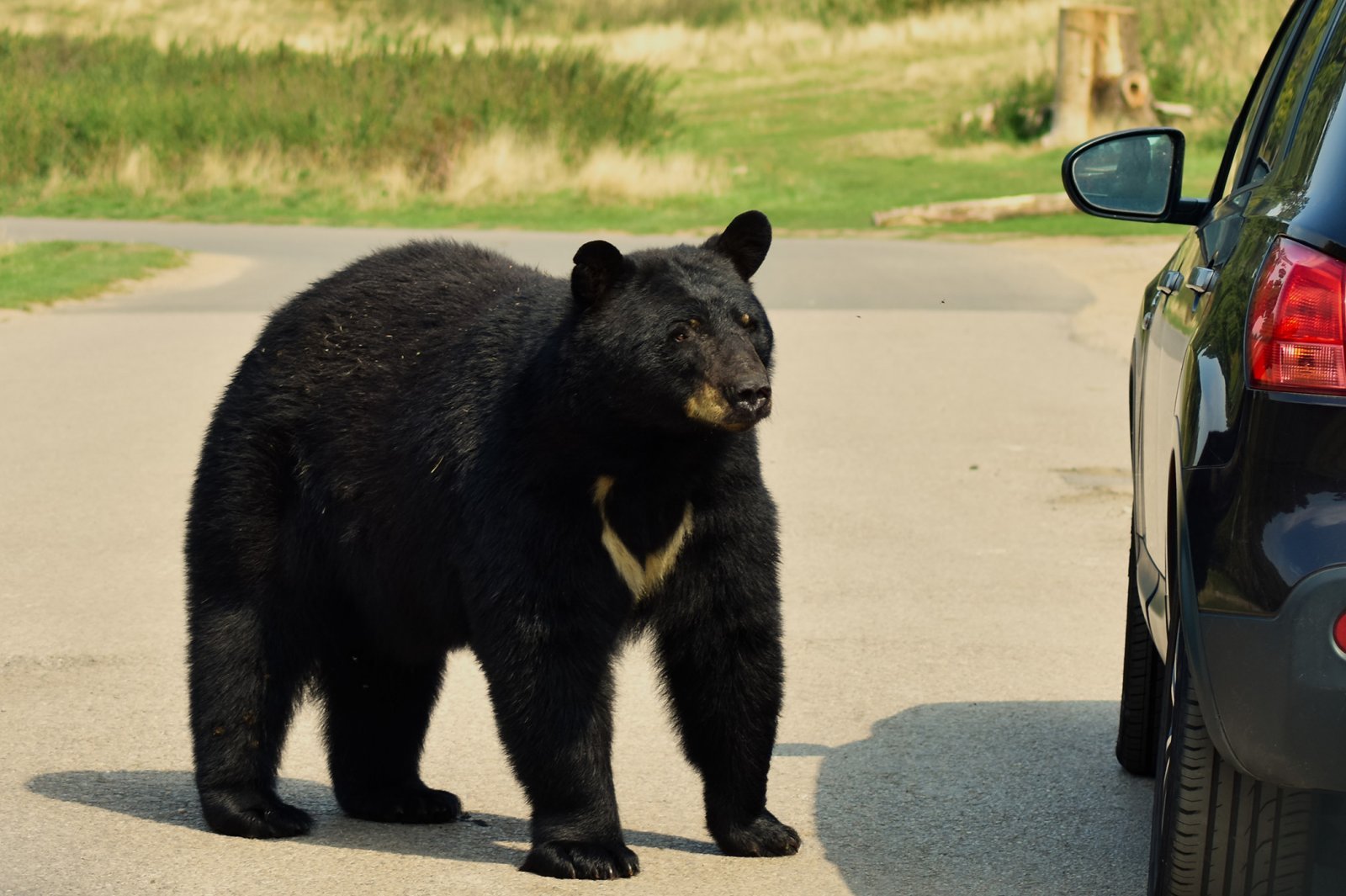 【動画あり】精巧なクマの着ぐるみで、衝撃映像をでっちあげ…被害総額2000万円超の保険詐欺の正体（Pen Online）