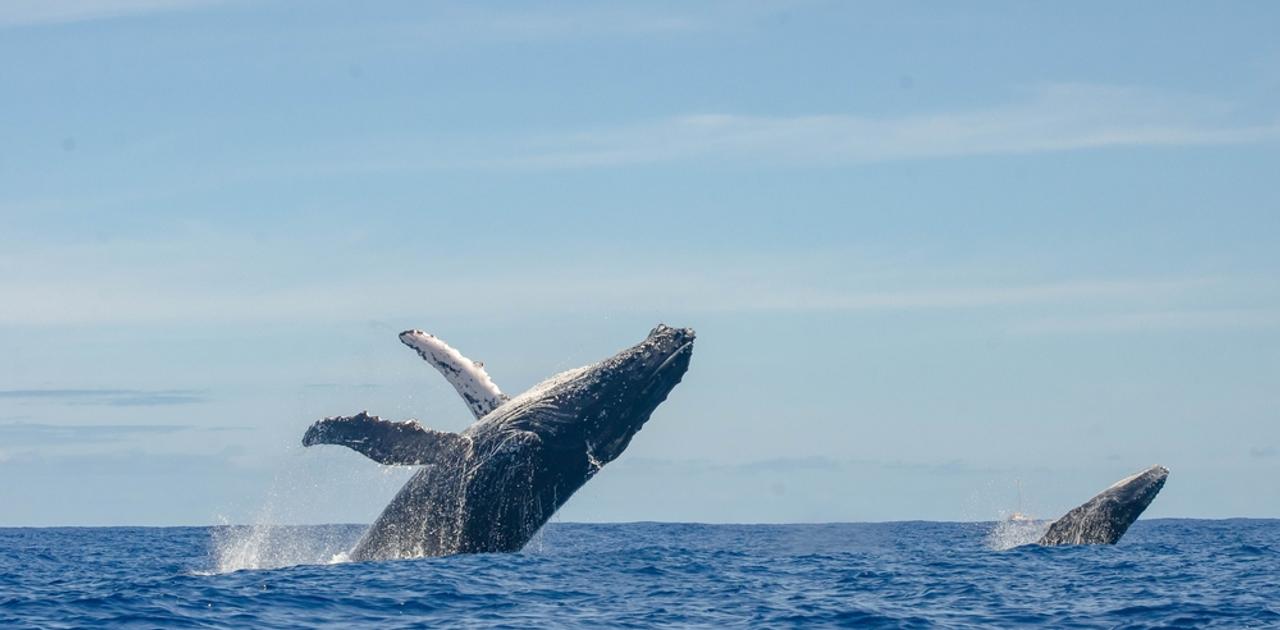 ザトウクジラ、うっかり1万3000キロを旅してしまう（YOUは何しにアフリカへ？）