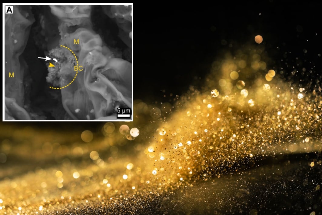 「金を蓄積する木」は葉で微生物が金粒子を固めていた