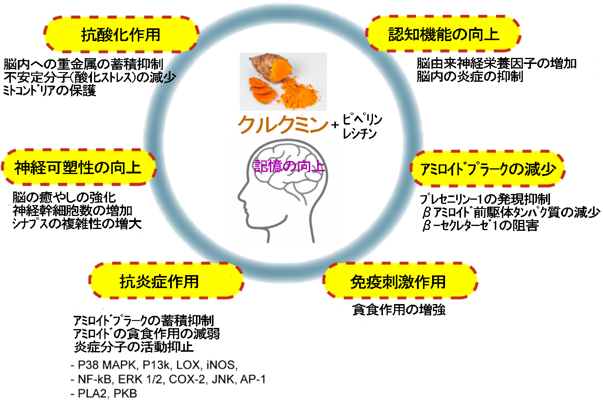 米国で市販されている「記憶力を高める」サプリの有効性