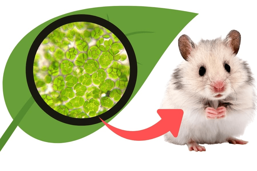 葉緑体をハムスターの細胞に移植成功！2日間光合成活性を維持