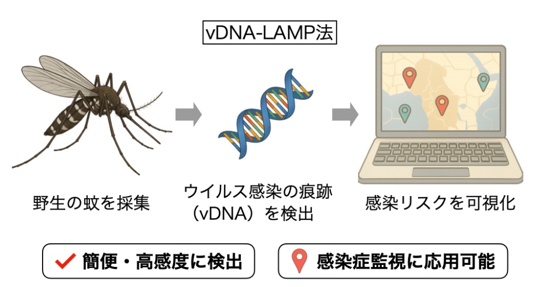 野生蚊から“ウイルス感染の痕跡”を簡便に検出する新手法を確立〜蚊媒介感染症の監視への応用に期待〜｜医学部・学会情報｜医・歯学部を知る｜時事メディカル｜時事通信の医療ニュースサイト