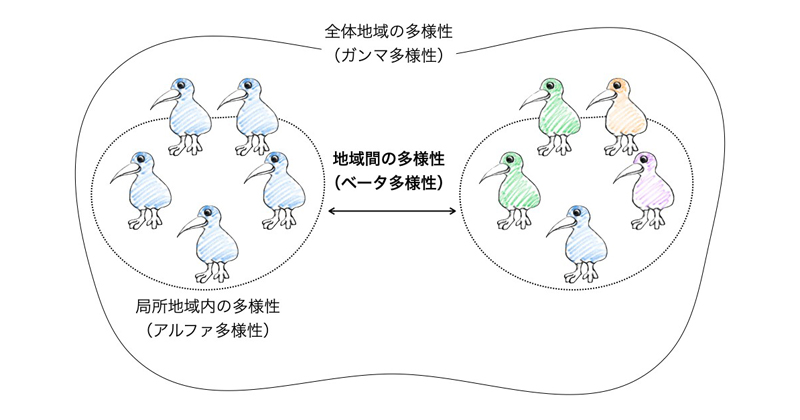 空間的な生物多様性を推論するための理論を構築