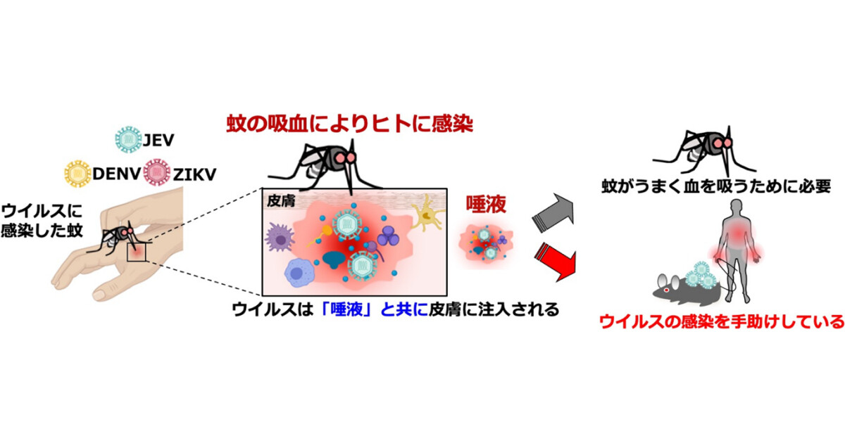 蚊の唾液成分がウイルスの病原性を増強する - 順天堂大などの研究