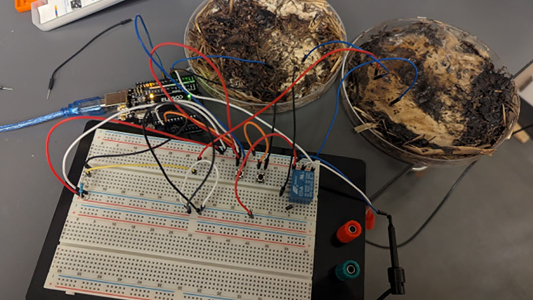 シイタケがコンピューター用メモリチップの代わりになる