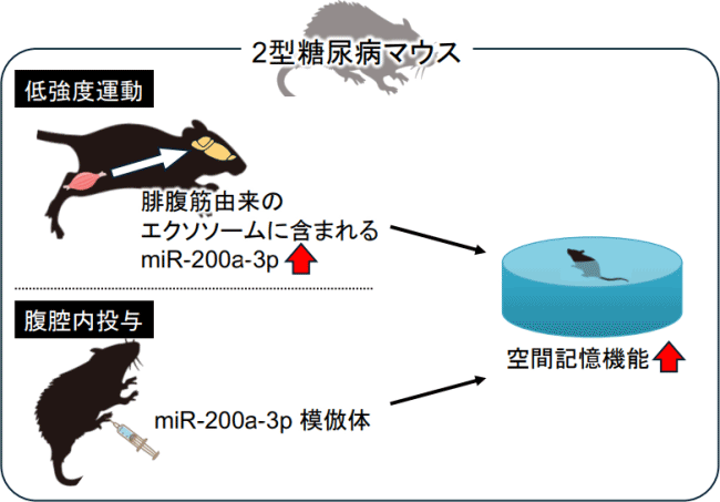 低強度運動が2型糖尿病による認知機能の低下を改善 骨格筋由来のmiRNA分泌が関与 群⾺⼤学