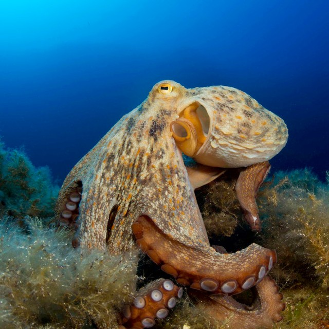 まさかの「世界最古のタコ」称号はく奪 3億年前の化石は別の生き物だった タコであるはずがない理由とは