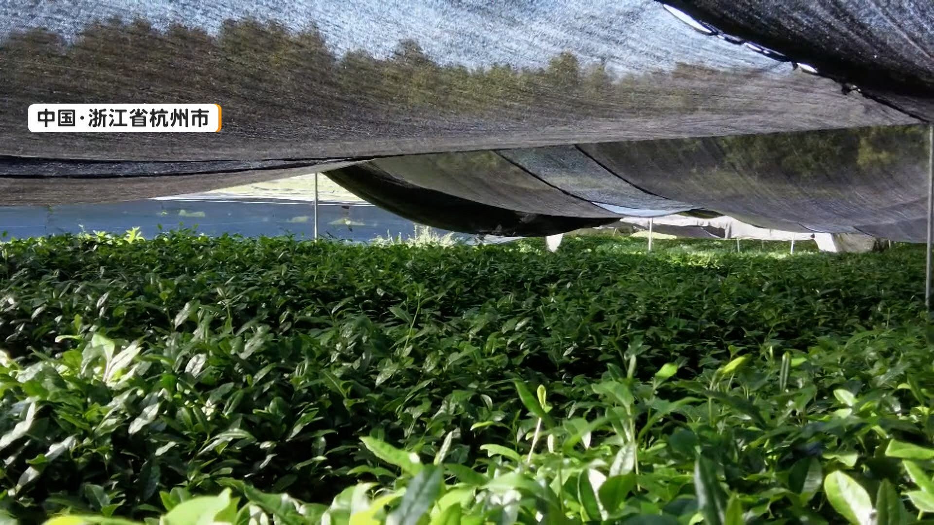 中国で「抹茶」生産が拡大 世界各国に輸出 日本と同じ栽培法で半額以下 専門家「強力なライバル」