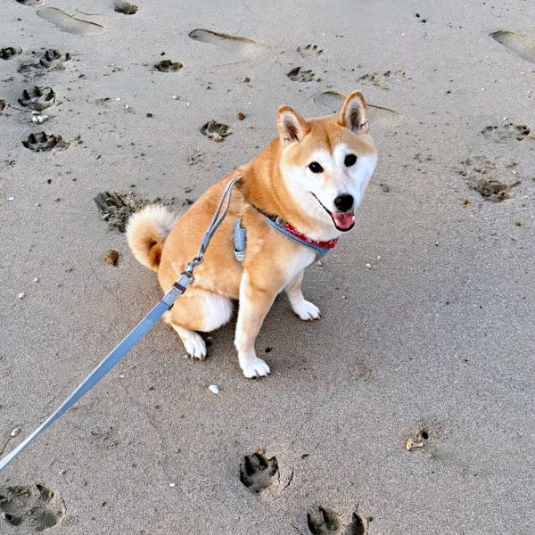 なんだこれは！？犬の散歩中、砂浜に巨大な足跡発見 衝撃的なサイズに反響殺到12万いいね「クマ！？」「ボス級では？」