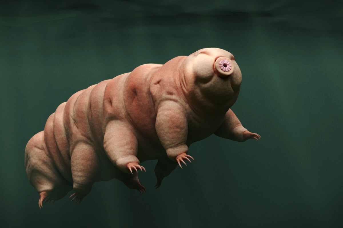 地球最強のサバイバル力、「クマムシ」の驚くべき3つの事実（Forbes JAPAN）