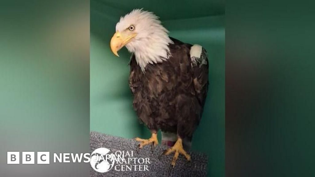 米カリフォルニアの有名なハクトウワシ「ジャッキー」が死亡