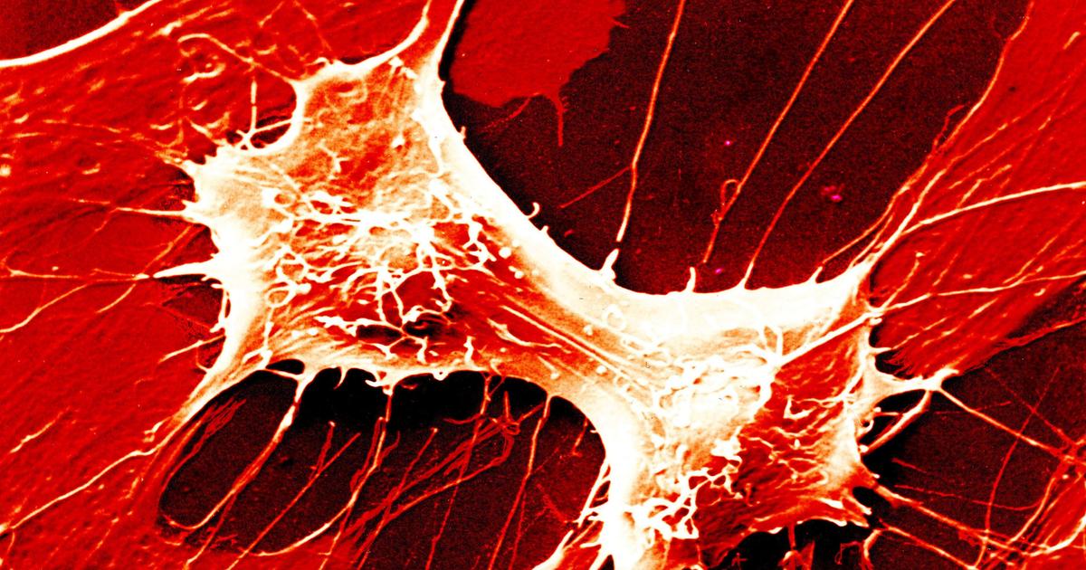 「鏡像生命」は「完璧な生物兵器」になる可能性…38人の科学者が研究の中止を訴える