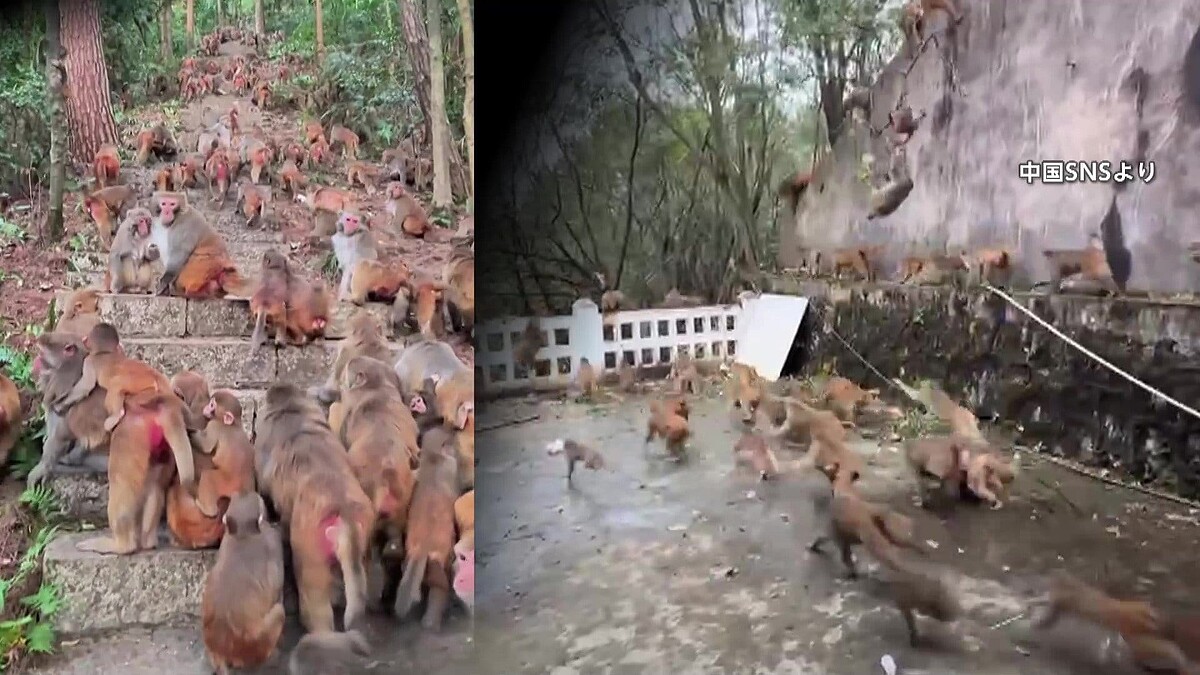 1000頭超“サル軍団”に…観光客の餌やりなどでサル急増 市街地にまで出没やりたい放題の迷惑行為も「保護動物」で手出しできず 中国