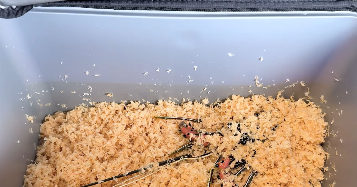 化け物みたいなエビをスーパーで発見→連れ帰ると“まさかの事態” その後に「命の尊さを感じる」「カッコ良すぎ」