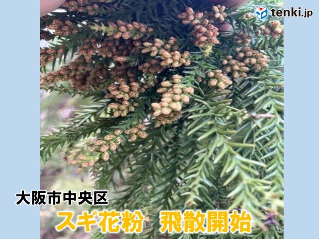 【速報】大阪市でスギ花粉が飛散開始 昨シーズンより約1週間早い