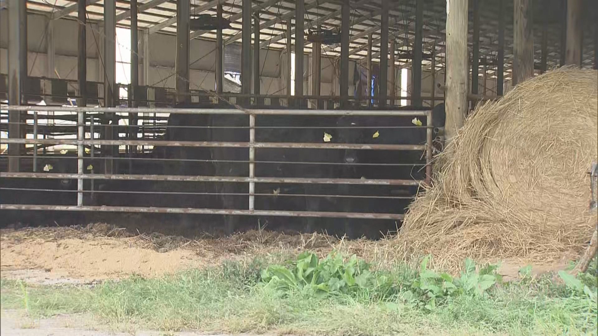 【速報・追記あり】「牛に頭突きされた」牛舎で顔から血を流し倒れている男性を発見 病院搬送も容体が急変して死亡確認 暴れた牛に巻き込まれたか… 青森県つがる【現場画像追加】