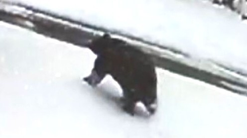 「クマ！クマ！クマ！おーい」 温泉街で雪かき中に襲われ重傷 直前に別の住民も鉢合わせ…複数の防犯カメラが捉える 長野・野沢温泉村