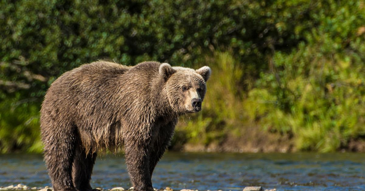 鈴でもなく。犬でもなく。クマ除けにもっとも効果があったのはドローン