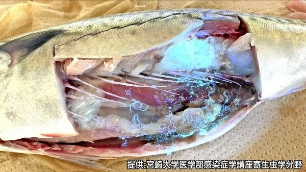 「うわ、生きてる」動くアニサキス25匹 酢やワサビでは死滅せず…「予防には加熱と冷凍の二択」 口つけたペットボトルは翌日に飲むと「おなかを壊す」リスク 長野市保健所が親子に伝える食中毒の予防法