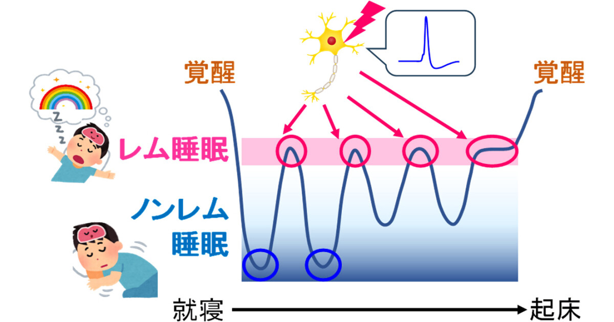東大など、レム睡眠のスイッチを担う特殊なニューロンを脳幹で特定