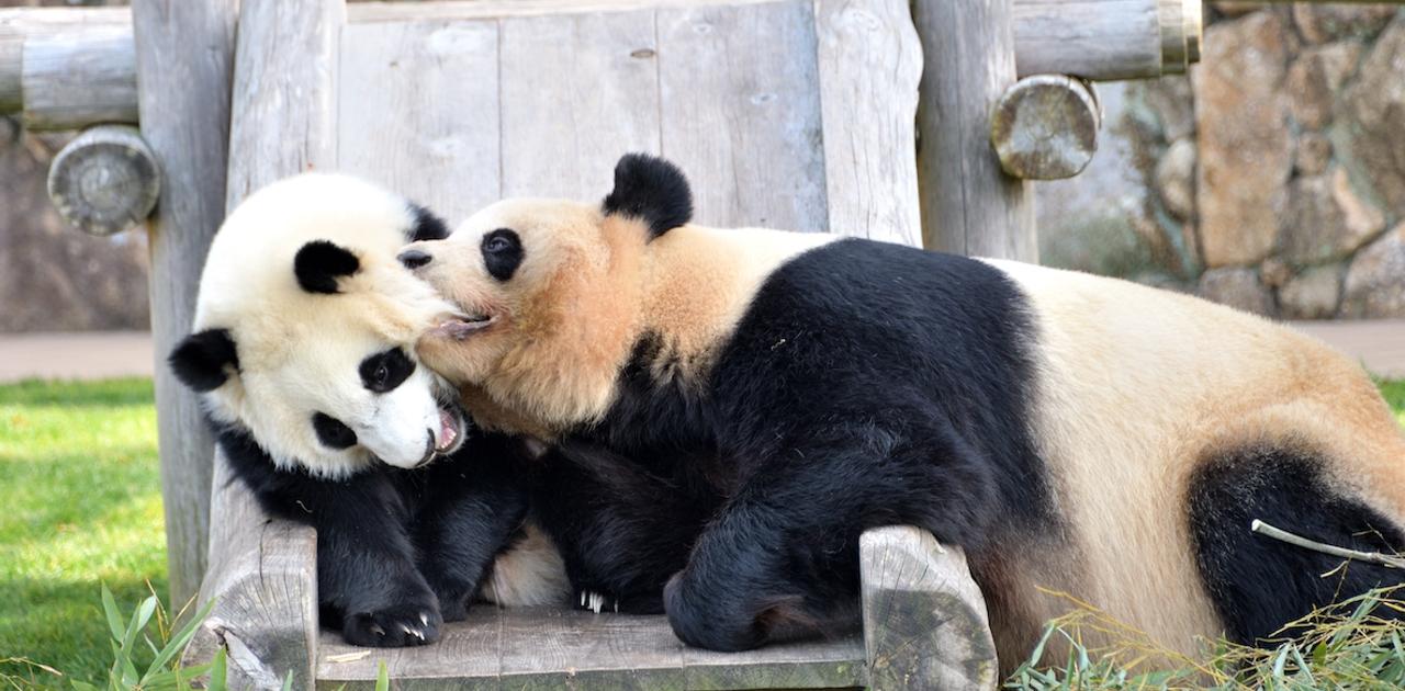 動物園から消える…？ 今のうちに見ておきたい｢国内レア動物｣まとめ
