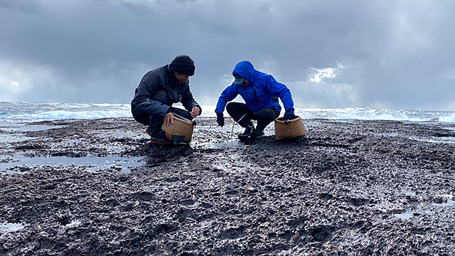 佐渡島の岩海苔を摘んで伴海苔（板海苔）を作る食文化を体験した (1