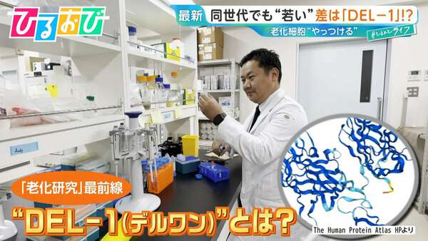 「同じ年齢でも“若々しい”」差は『DEL-1』にあり！？40代で激減…増やすには？老化研究の最前線を研究者に聞く【ひるおび】|au Webポータル