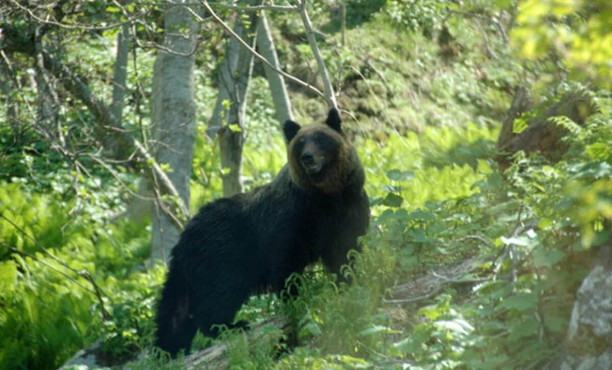 ヒグマ事故 効果のない「クマよけスプレー」に専門家が警鐘 クマに遭遇「命を守る最終手段」とは