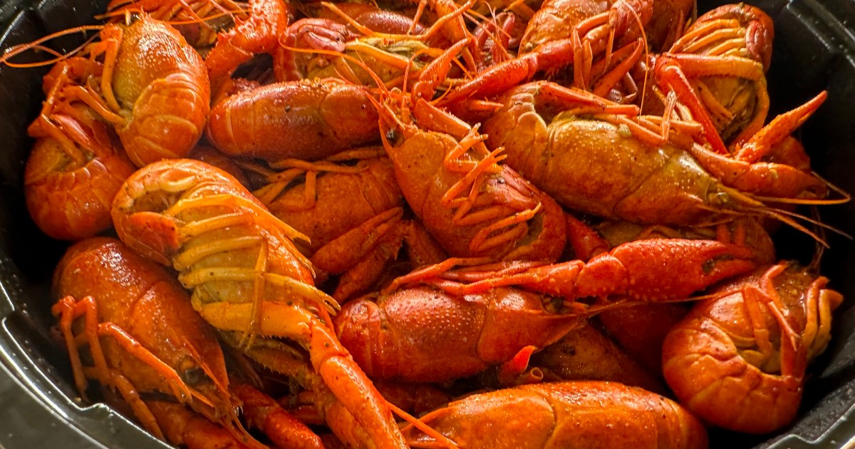 【検証】人はザリガニだけ食べ続けたら何匹で限界を迎えるのか？ 一旦3kg買ってみた → 展開が思てたんと違った