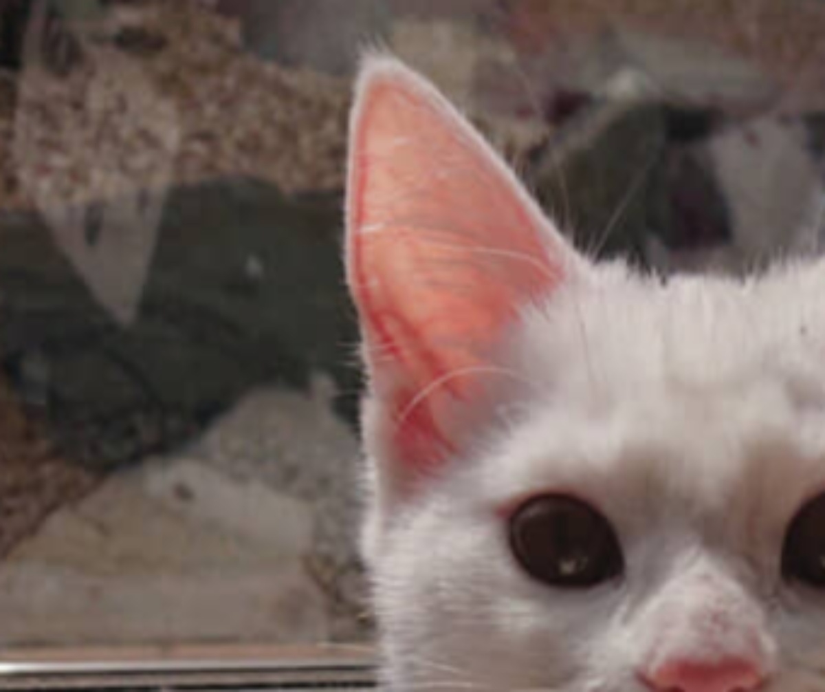 カメラ目線の愛猫→よく見ると…… “衝撃の口もと”が33万表示「ドカベンに出てました？」「定食屋から出てきたおっさん」