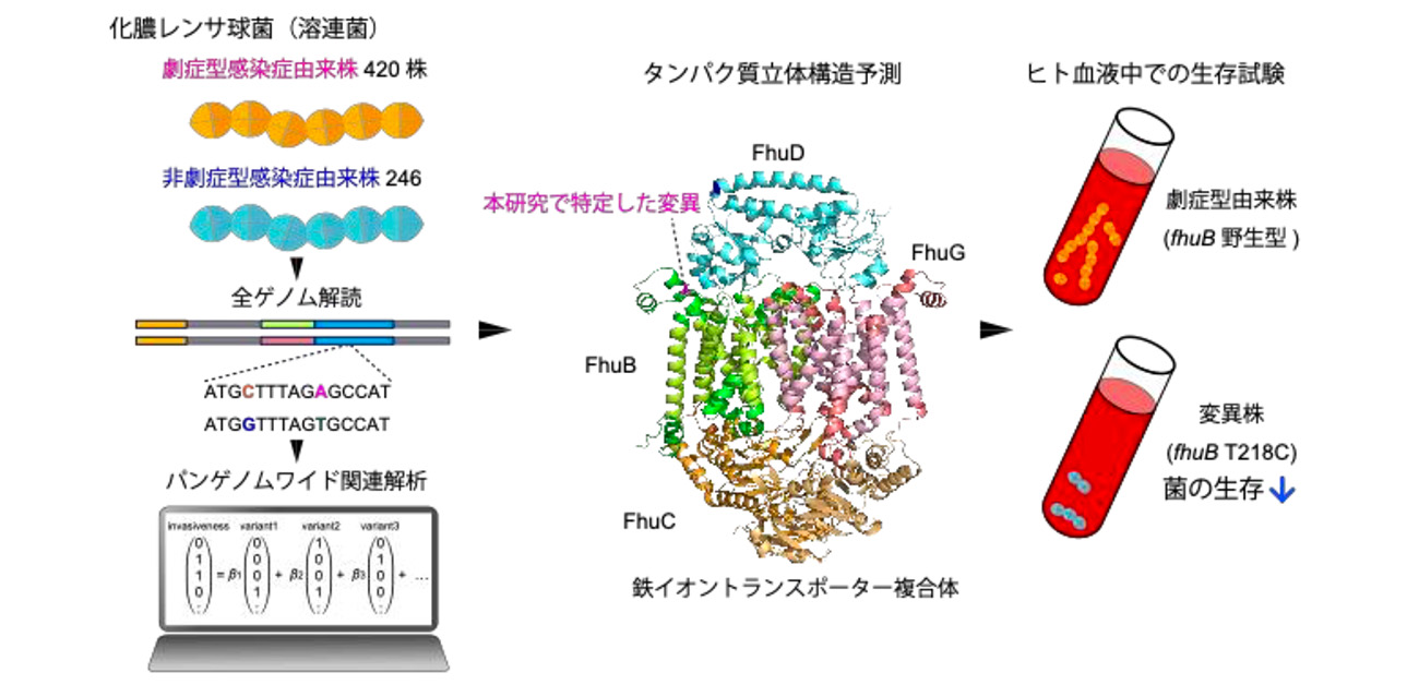 劇症型溶連菌感染症の発症メカニズムにかかわる 新たな遺伝子変異を解明