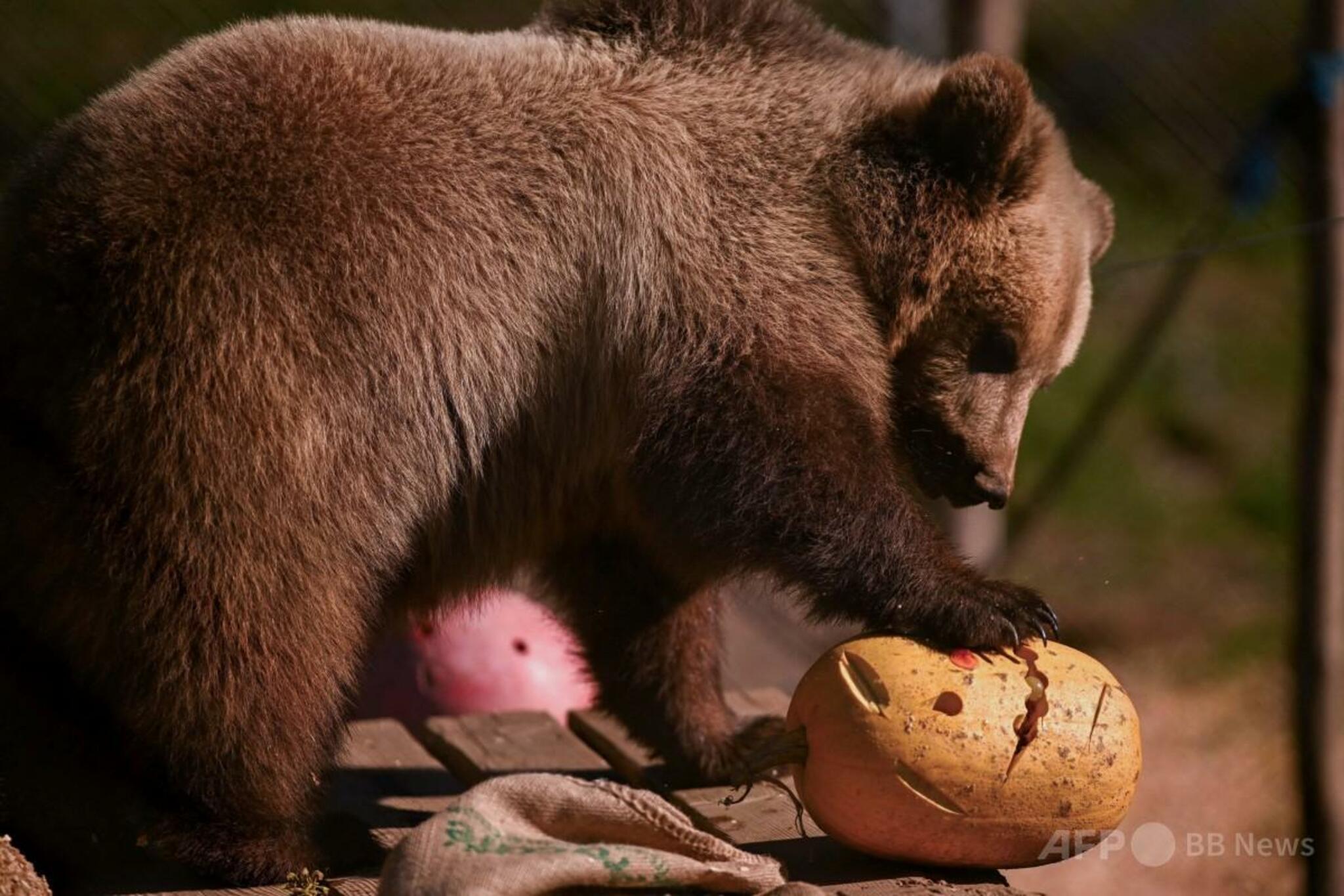 コソボの山村でもヒグマ問題、だんだん厚かましくなり支援要請（ＡＦＰ＝時事）
