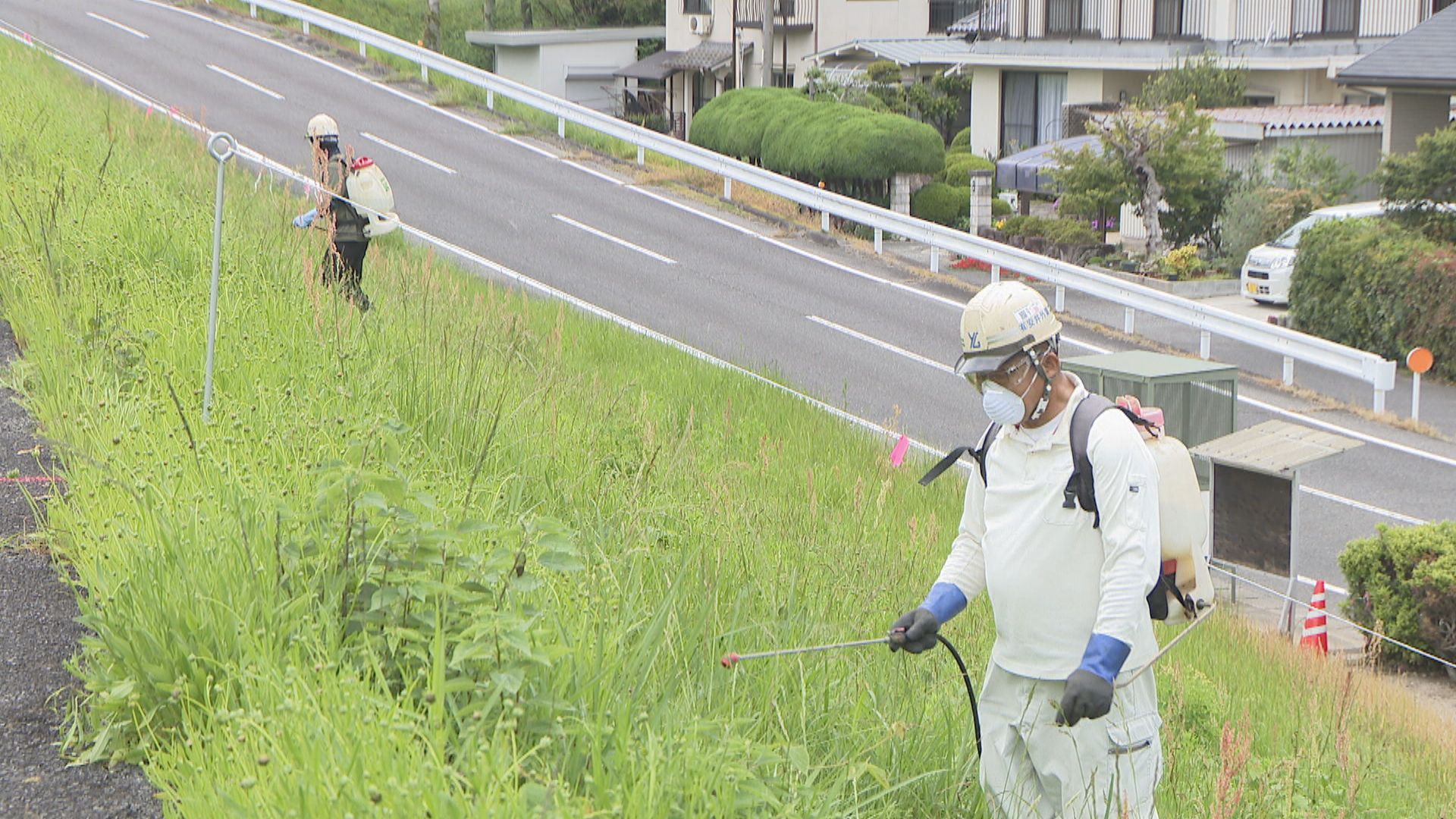 特定外来生物「オオキンケイギク」駆除へ 中国地方整備局が旭川の河川敷で成長抑制剤を初めて散布 岡山市