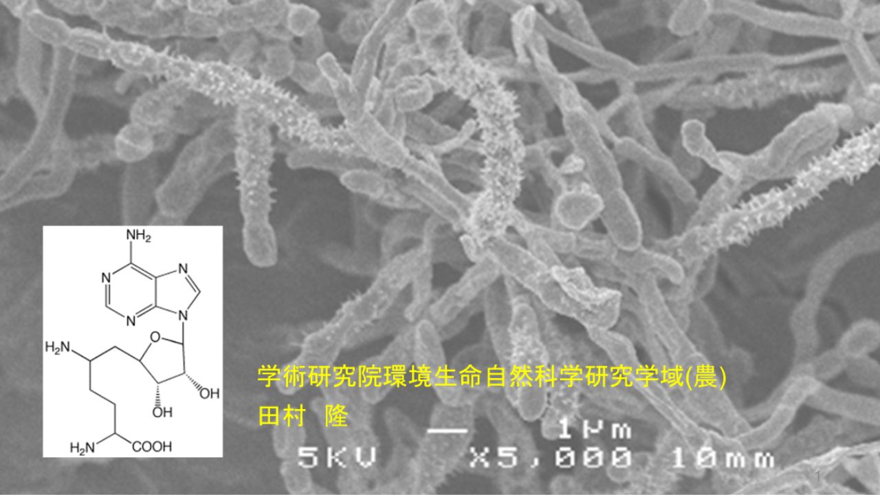 「酸や熱によるストレスを与えると増産できる」細菌から生産される抗生物質 "シネフンギン" ストレス応答を利用した増産機構を解明【岡山大学】