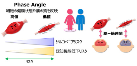 サルコペニア・軽度認知障害を早期判別できる新たな指標 フェーズアングルによる筋質評価が有用 国立長寿医療研究センター