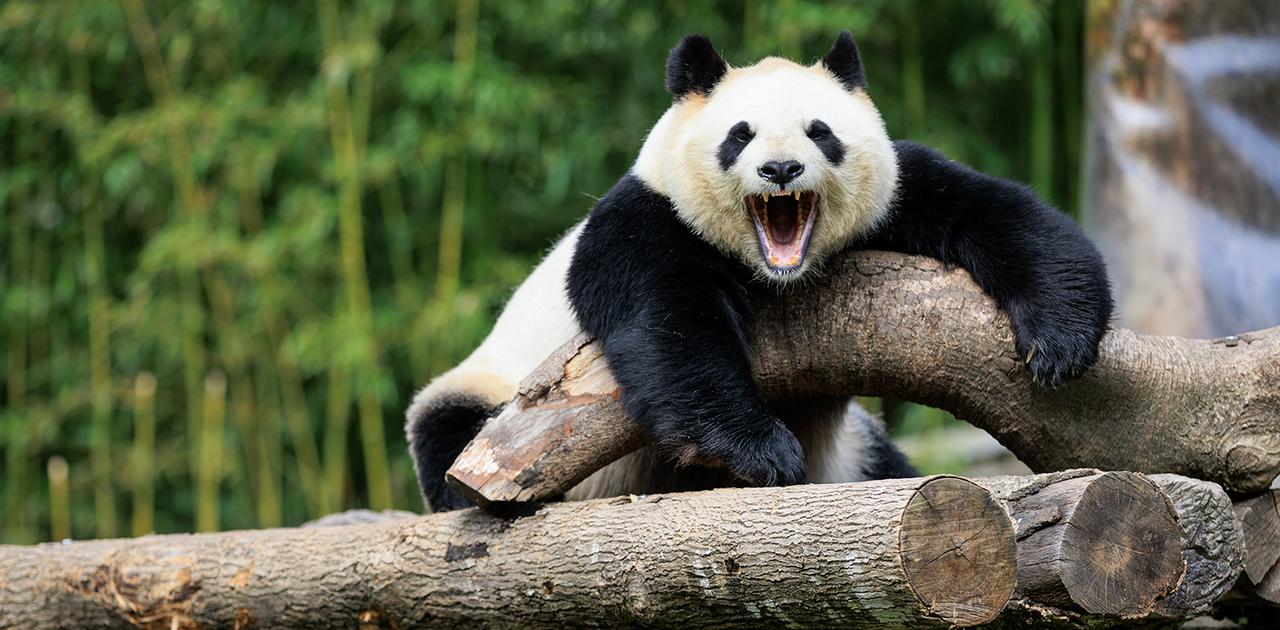実は強いぞ、パンダ。強さの秘密は｢体格と顎｣
