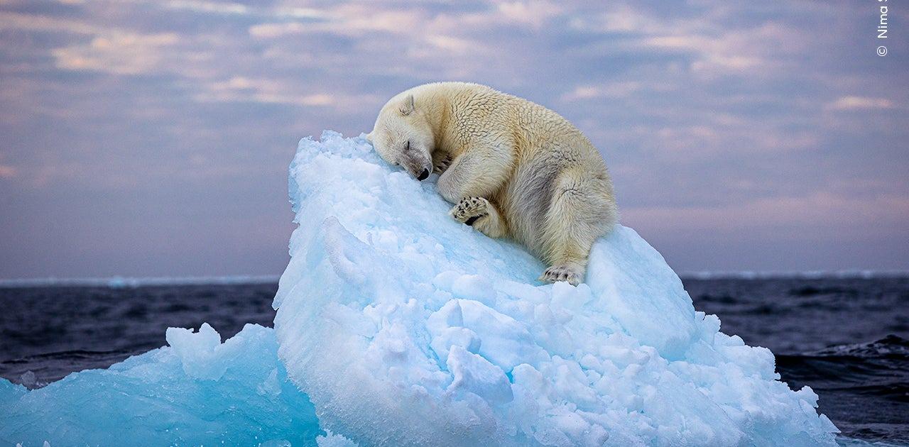 奇跡の1枚からシュールなシーンまで。野生生物の決定的瞬間