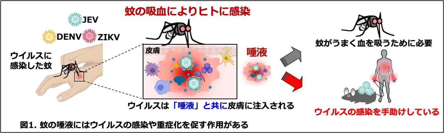 「蚊の唾液がウイルス感染を助ける！！」