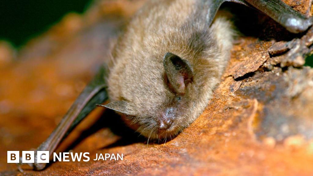 コウモリに顔に乗られ、狂犬病で死亡 カナダの11歳少年