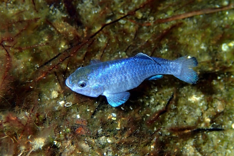 地球でいちばん「詰んだ魚」、DNAの変異速度まで限界仕様だった